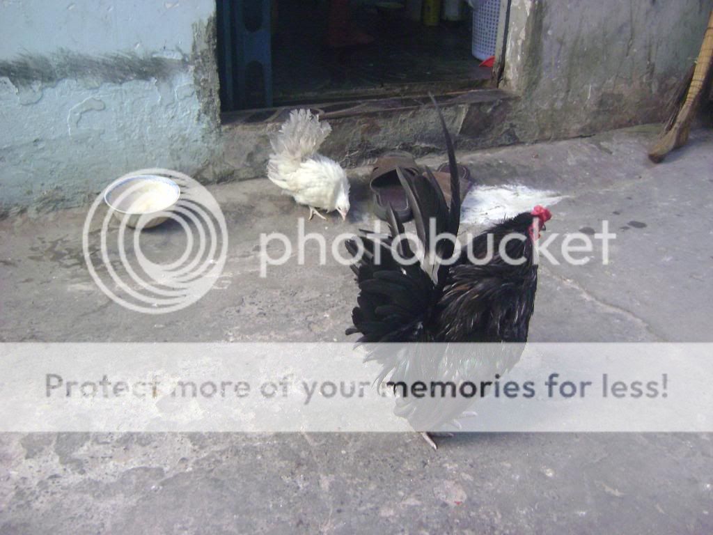 [HCM] Bán Gà Thái con - 5