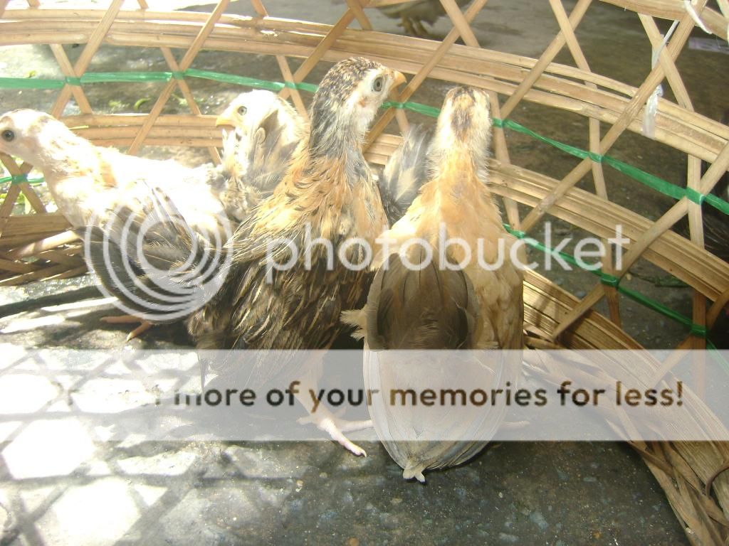 [HCM] Bán Gà Thái con - 4