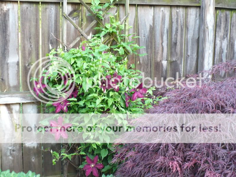 weeping japanese maple varieties. weeping japanese laceleaf