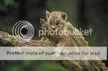 Canada-Lynx-1582.jpg