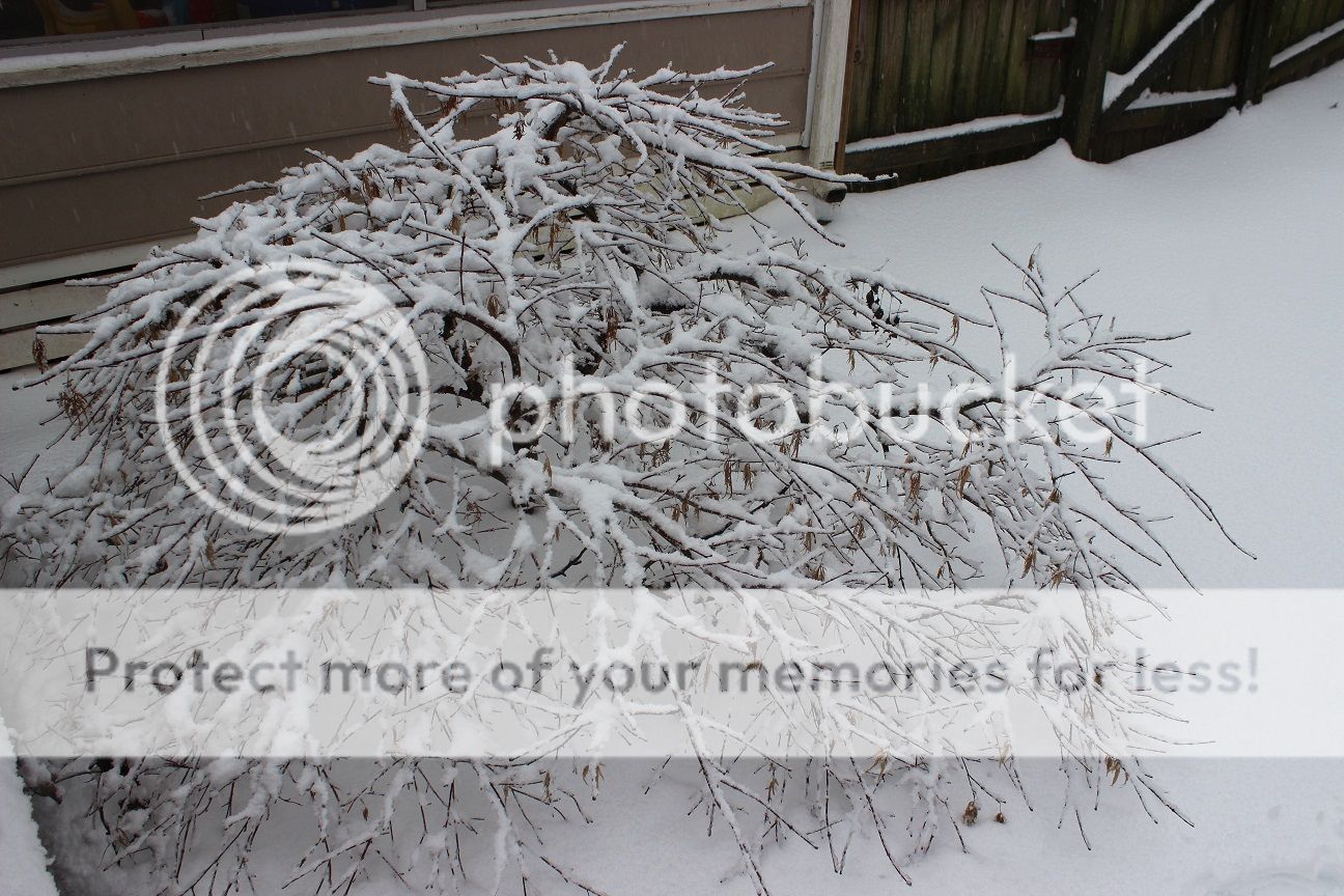 photo snow11_zps9ecfe71f.jpg
