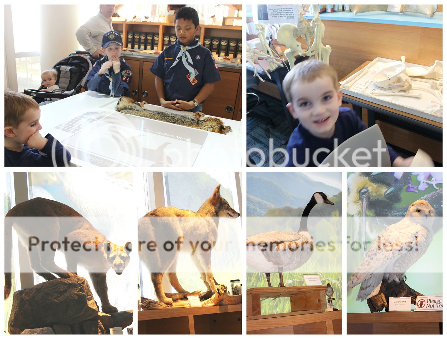 photo bears.collage10_zpsnyayfgst.jpg