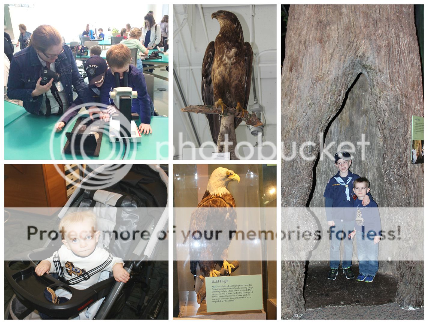 photo bears.collage11_zpstfudumrp.jpg