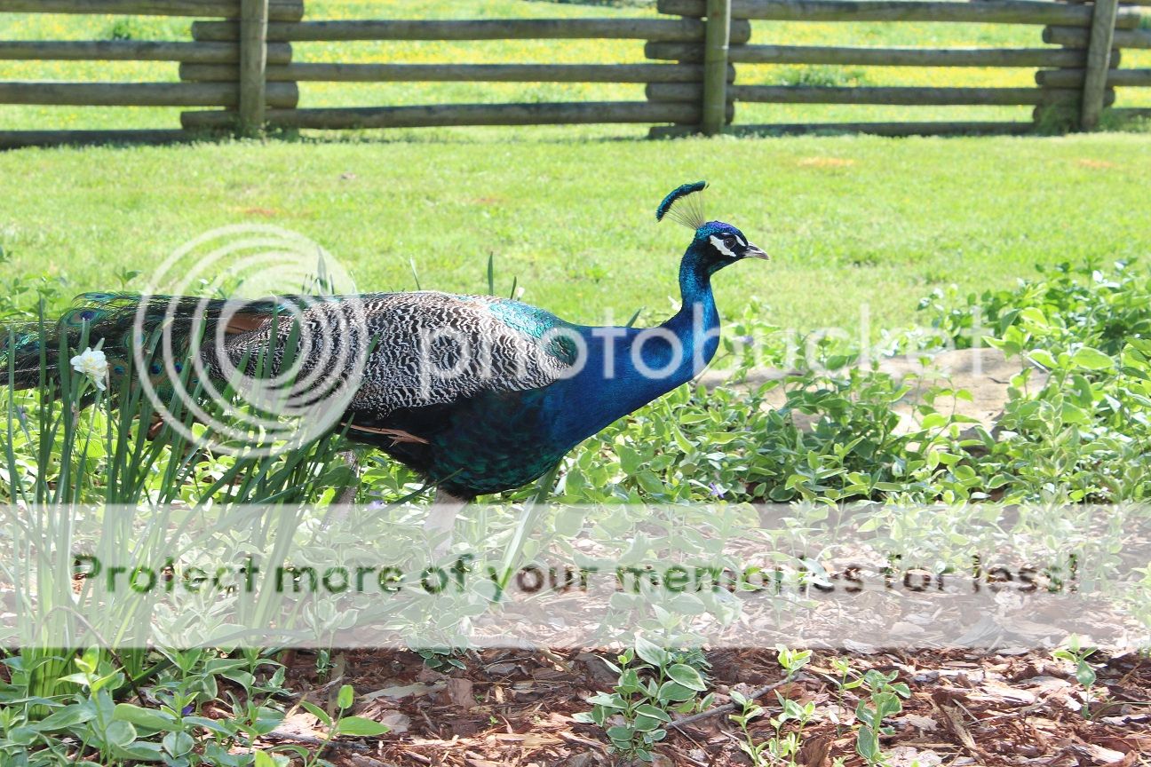 photo party72_zpsc4f9c061.jpg