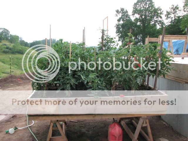 Anyone else take pictures of their gardens? - Homesteading Questions