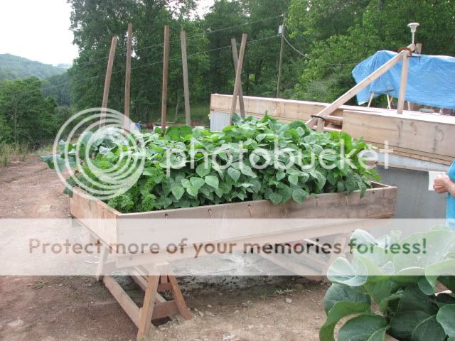 Anyone else take pictures of their gardens? - Homesteading Questions