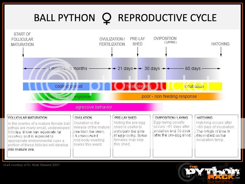 Ball Python Life Cycle